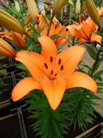 [4095 Esprit DJ No102.JPG]